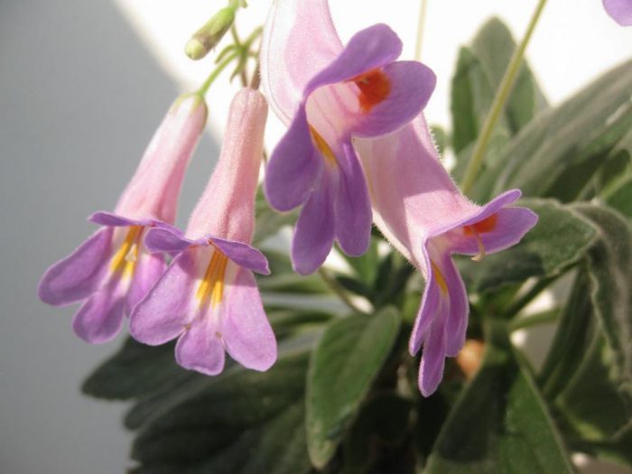 Примулина: догляд в домашніх умовах, фото сортів