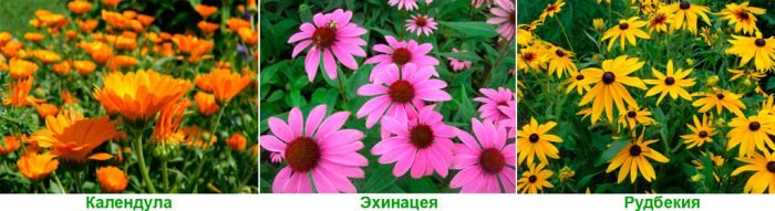Які квіти посадити на кладовище, щоб вони цвіли, багаторічні квіти з фото і назвами