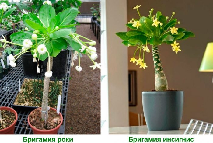 Бригамия: догляд в домашніх умовах, розмноження і пересадка