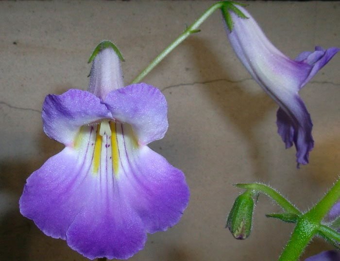 Примулина: догляд в домашніх умовах, фото сортів