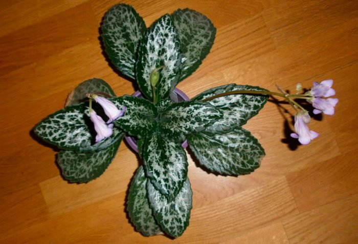 Примулина: догляд в домашніх умовах, фото сортів