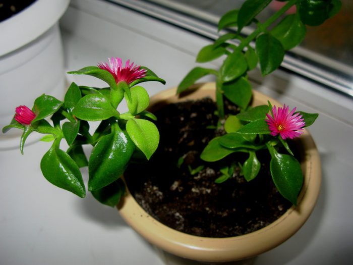 Аптения: догляд в домашніх умовах, фото з видами, розмноження