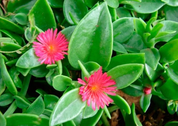 Аптения: догляд в домашніх умовах, фото з видами, розмноження