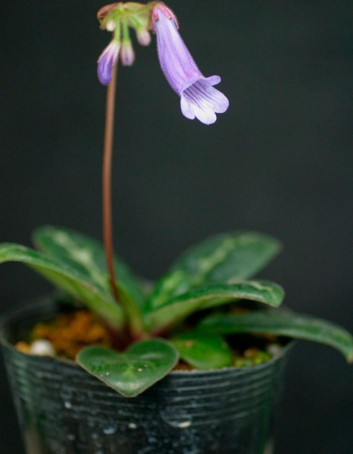 Примулина: догляд в домашніх умовах, фото сортів
