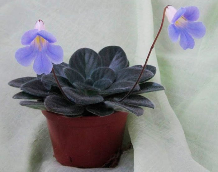 Примулина: догляд в домашніх умовах, фото сортів