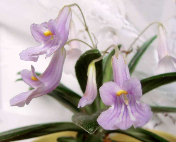 Примулина: догляд в домашніх умовах, фото сортів