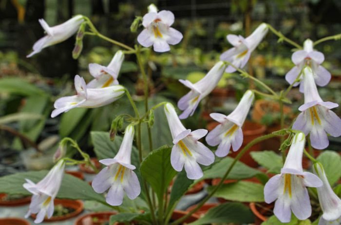 Примулина: догляд в домашніх умовах, фото сортів