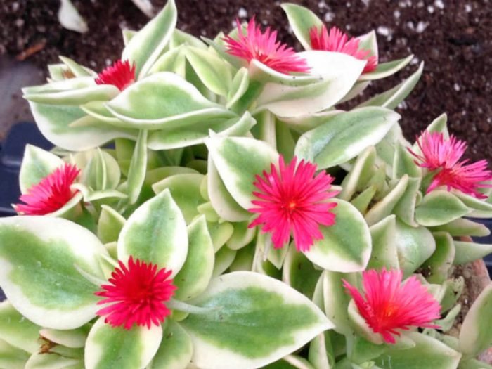 Аптения: догляд в домашніх умовах, фото з видами, розмноження