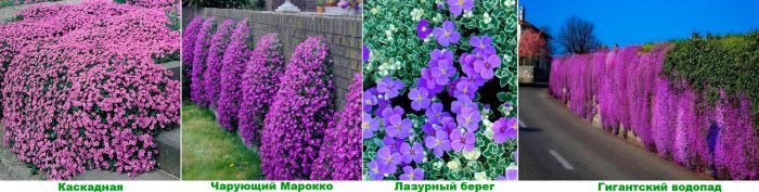 Обрієта (аубреция): посадка і догляд у відкритому грунті, види і сорти з фото