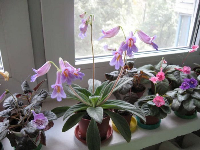 Примулина: догляд в домашніх умовах, фото сортів
