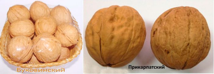 Волоський горіх: посадка й догляд, технологія вирощування, обрізка і хвороби, сорти з фото
