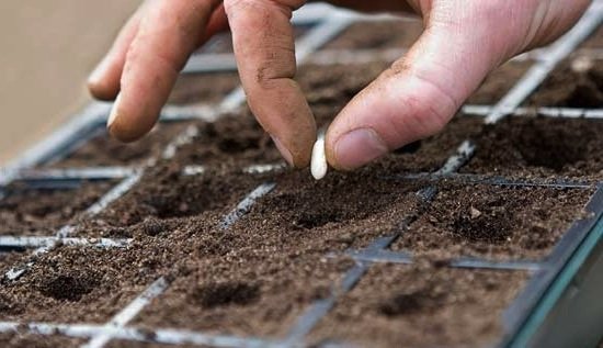 Ромашки: посадка і догляд у відкритому грунті, види і сорти ромашок з фото і назвами