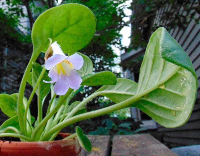 Примулина: догляд в домашніх умовах, фото сортів