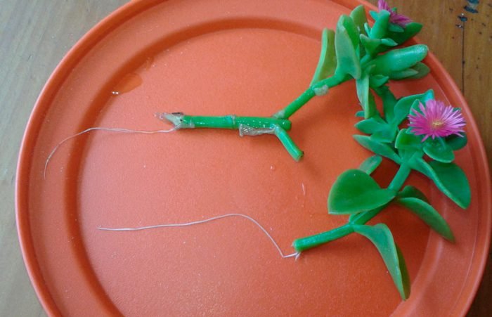 Аптения: догляд в домашніх умовах, фото з видами, розмноження