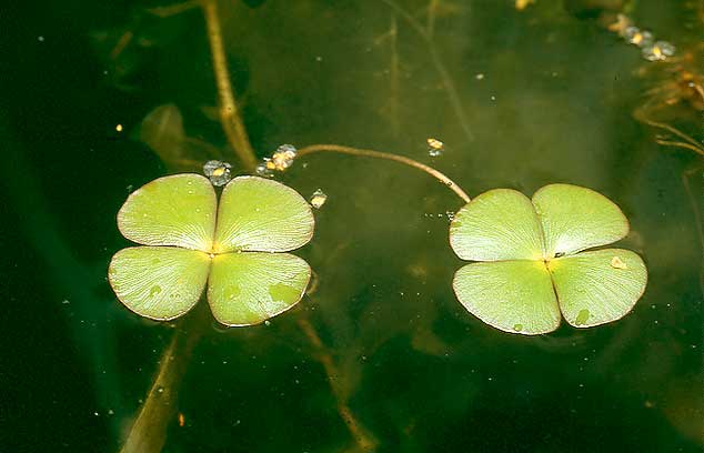 Папороті. Види папоротей