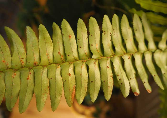 Хвороби та шкідники папороті з фото та описом