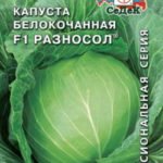 Характеристика кращих сортів капусти Характеристика кращих сортів капусти
