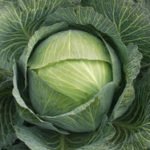 Характеристика кращих сортів капусти Характеристика кращих сортів капусти