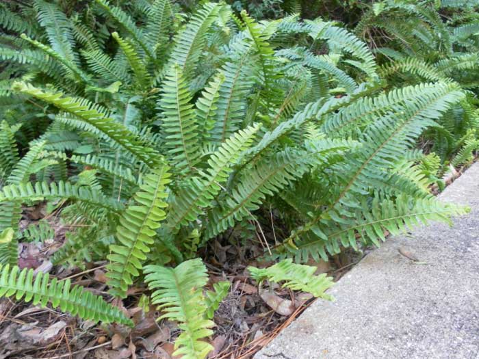 Види папоротей і догляд за ними Види папоротей і догляд за ними