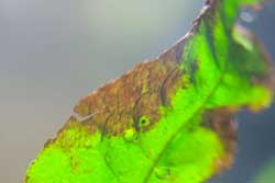 Хвороби та шкідники папороті з фото та описом