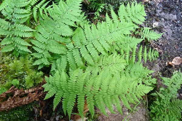 Види папоротей і догляд за ними Види папоротей і догляд за ними