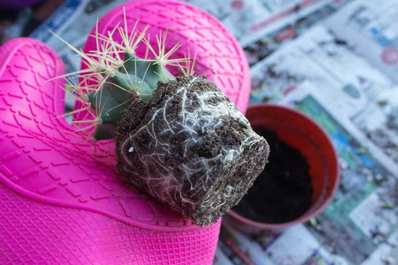 Пересадка кактуса в інший горщик: інструкція та поради з вибору горщика