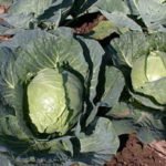 Характеристика кращих сортів капусти Характеристика кращих сортів капусти