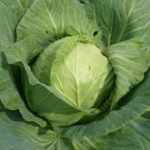 Характеристика кращих сортів капусти Характеристика кращих сортів капусти