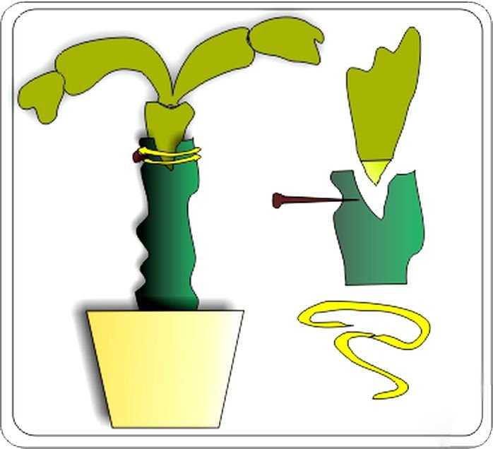 Щеплення кактусів в домашніх умовах Щеплення кактусів в домашніх умовах