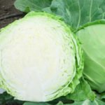 Характеристика кращих сортів капусти Характеристика кращих сортів капусти