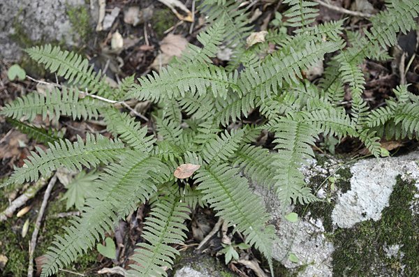 Види папоротей і догляд за ними Види папоротей і догляд за ними