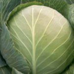 Характеристика кращих сортів капусти Характеристика кращих сортів капусти