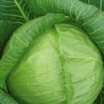 Характеристика кращих сортів капусти Характеристика кращих сортів капусти