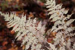 Хвороби та шкідники папороті з фото та описом