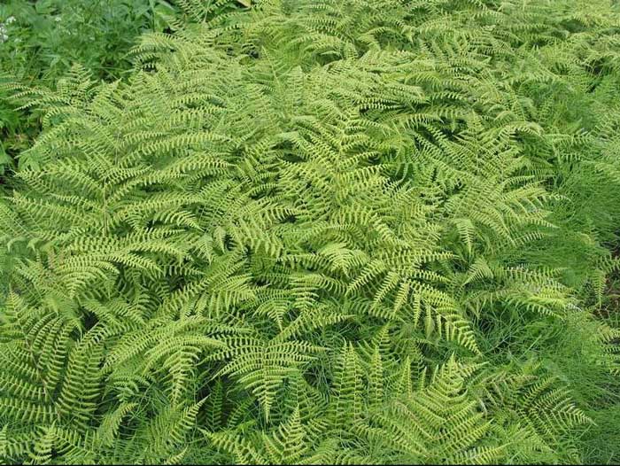 Види папоротей і догляд за ними Види папоротей і догляд за ними