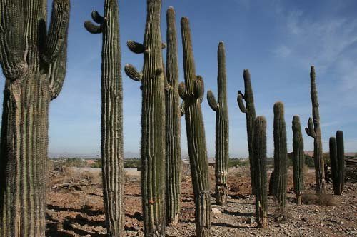 Кактуси – незвичайні рослини Кактуси – незвичайні рослини