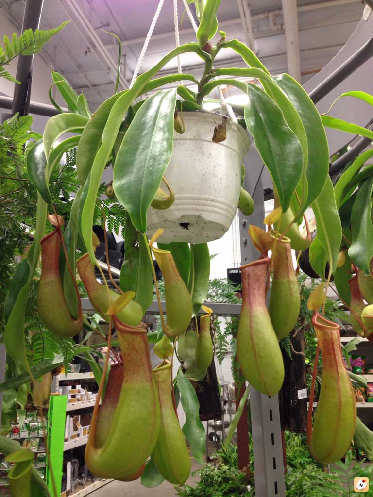 Непентес – вирощування і догляд в домашніх умовах