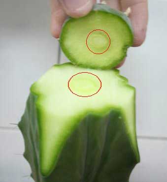 Щеплення кактусів в домашніх умовах Щеплення кактусів в домашніх умовах