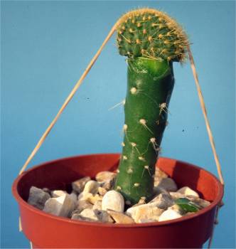 Щеплення кактусів в домашніх умовах