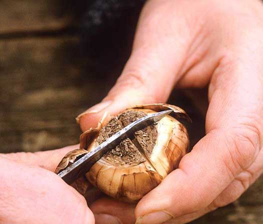 Вирощування нарцисів у відкритому грунті