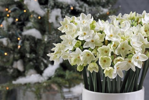 Вирощування нарцисів у відкритому грунті