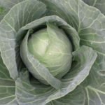 Характеристика кращих сортів капусти Характеристика кращих сортів капусти