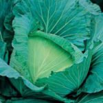 Характеристика кращих сортів капусти Характеристика кращих сортів капусти