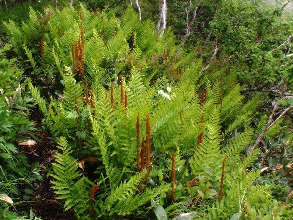 Види папоротей і догляд за ними Види папоротей і догляд за ними