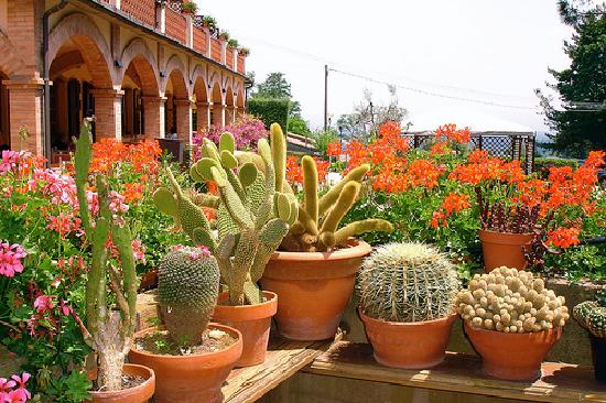 Кактус: вирощування і догляд в домашніх умовах