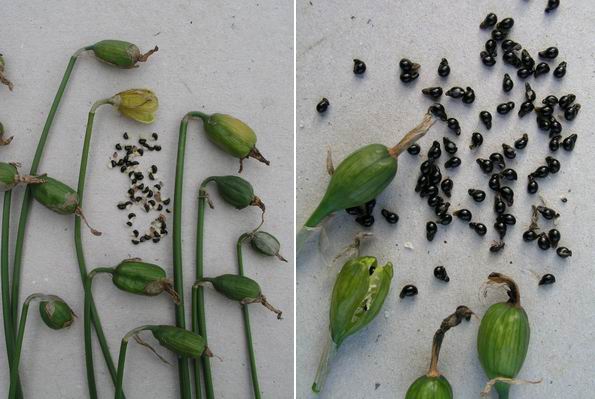 Вирощування нарцисів у відкритому грунті