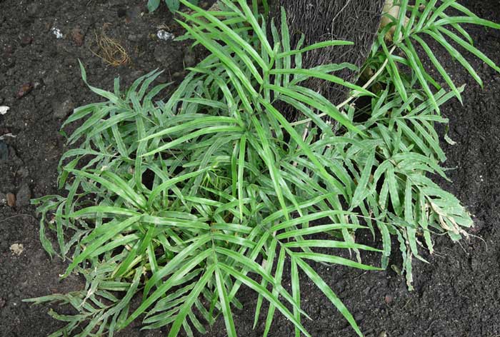 Види папоротей і догляд за ними Види папоротей і догляд за ними