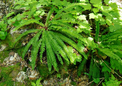 Види папоротей і догляд за ними Види папоротей і догляд за ними