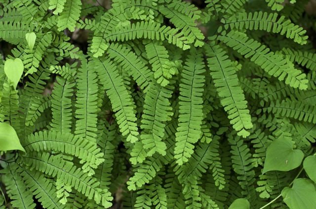 Види папоротей і догляд за ними Види папоротей і догляд за ними