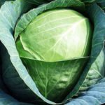 Характеристика кращих сортів капусти Характеристика кращих сортів капусти